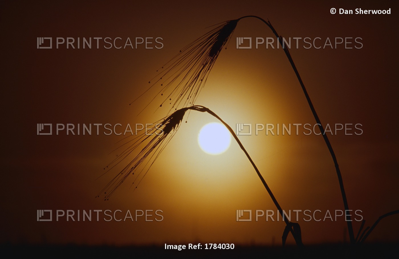 Sunrise Behind Silhouetted Wheat Stalks