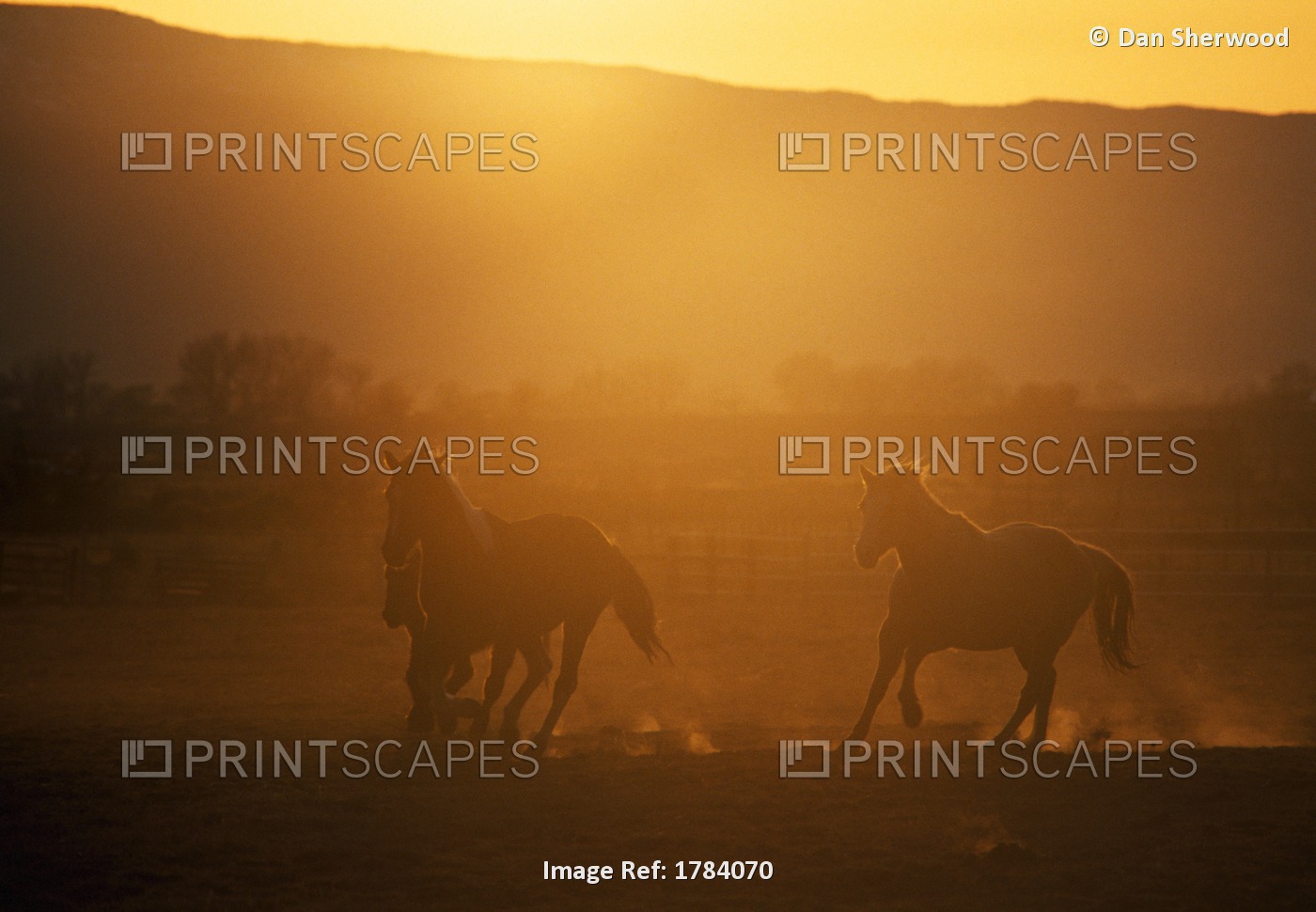 Horses In Sunset