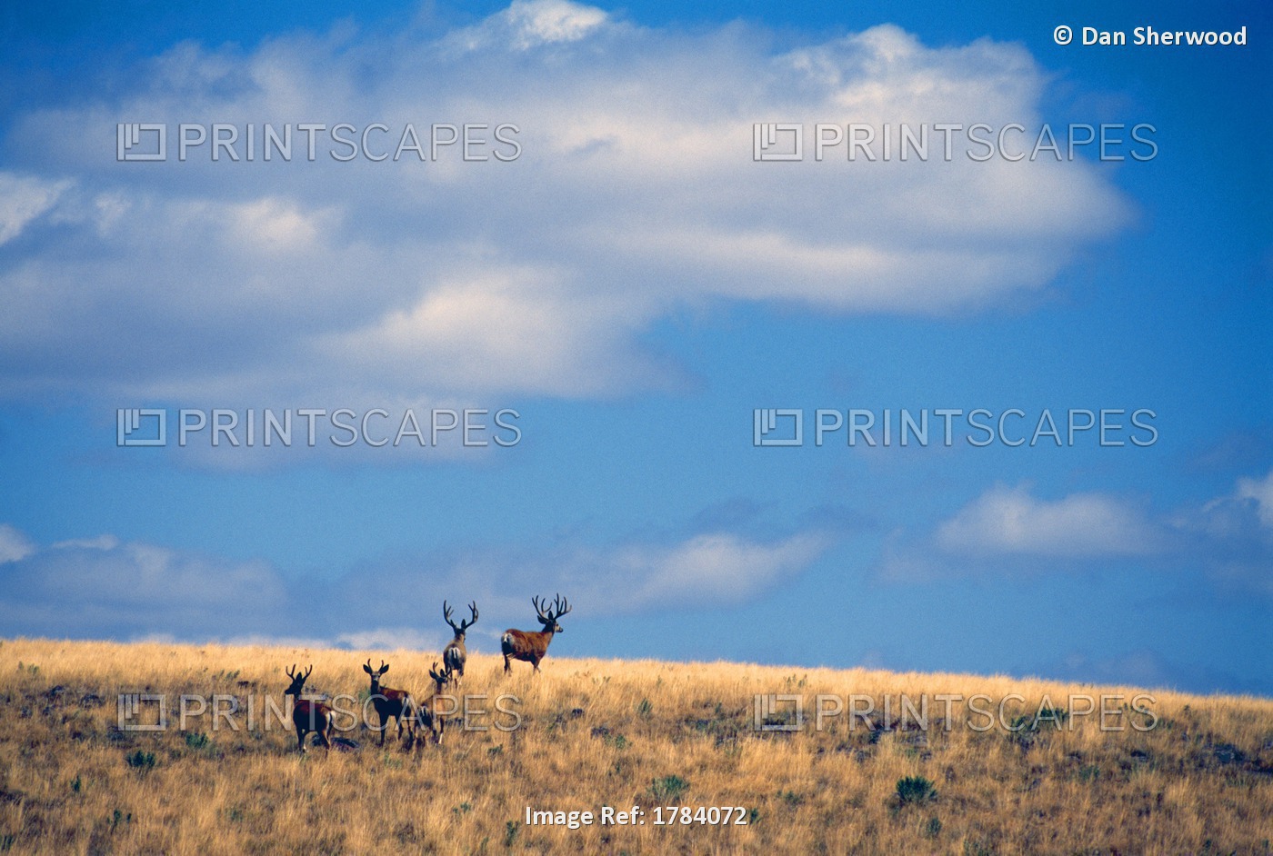 Mule Deer Bucks, Zumwalt Prairie, Oregon, Usa
