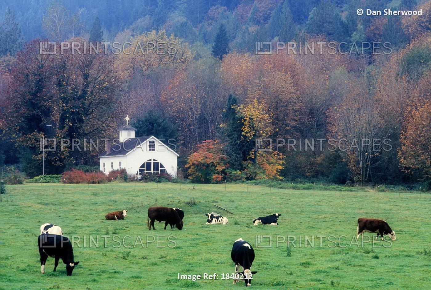 Country Church And Cows Near Rockport, Washington, Usa