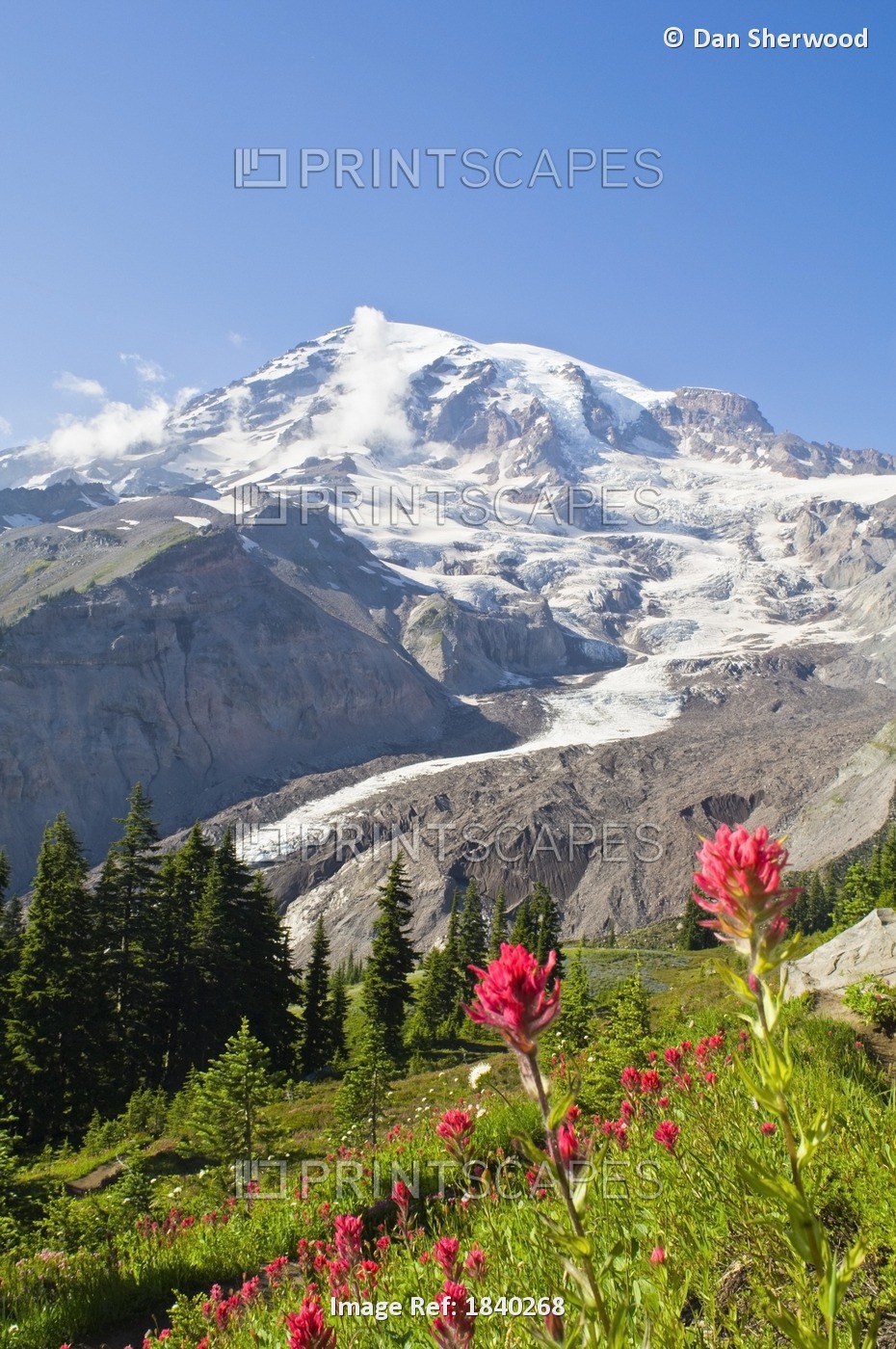 Wildflowers In Mount Rainier National Park, Washington, Usa