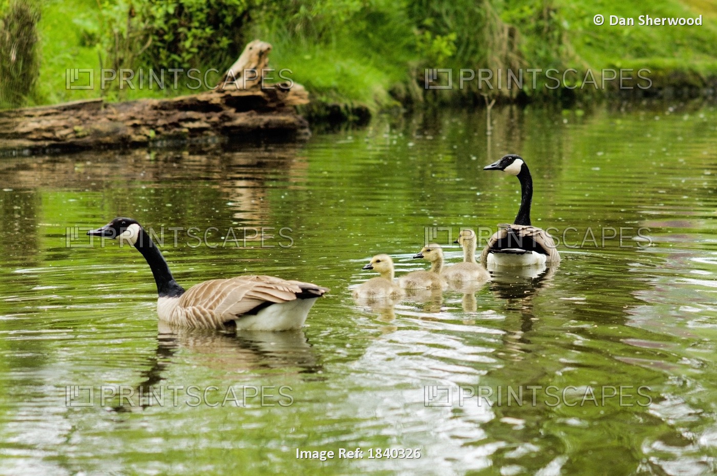Canada Geese And Goslings, Crystal Springs Rhododendron Garden, Portland, ...