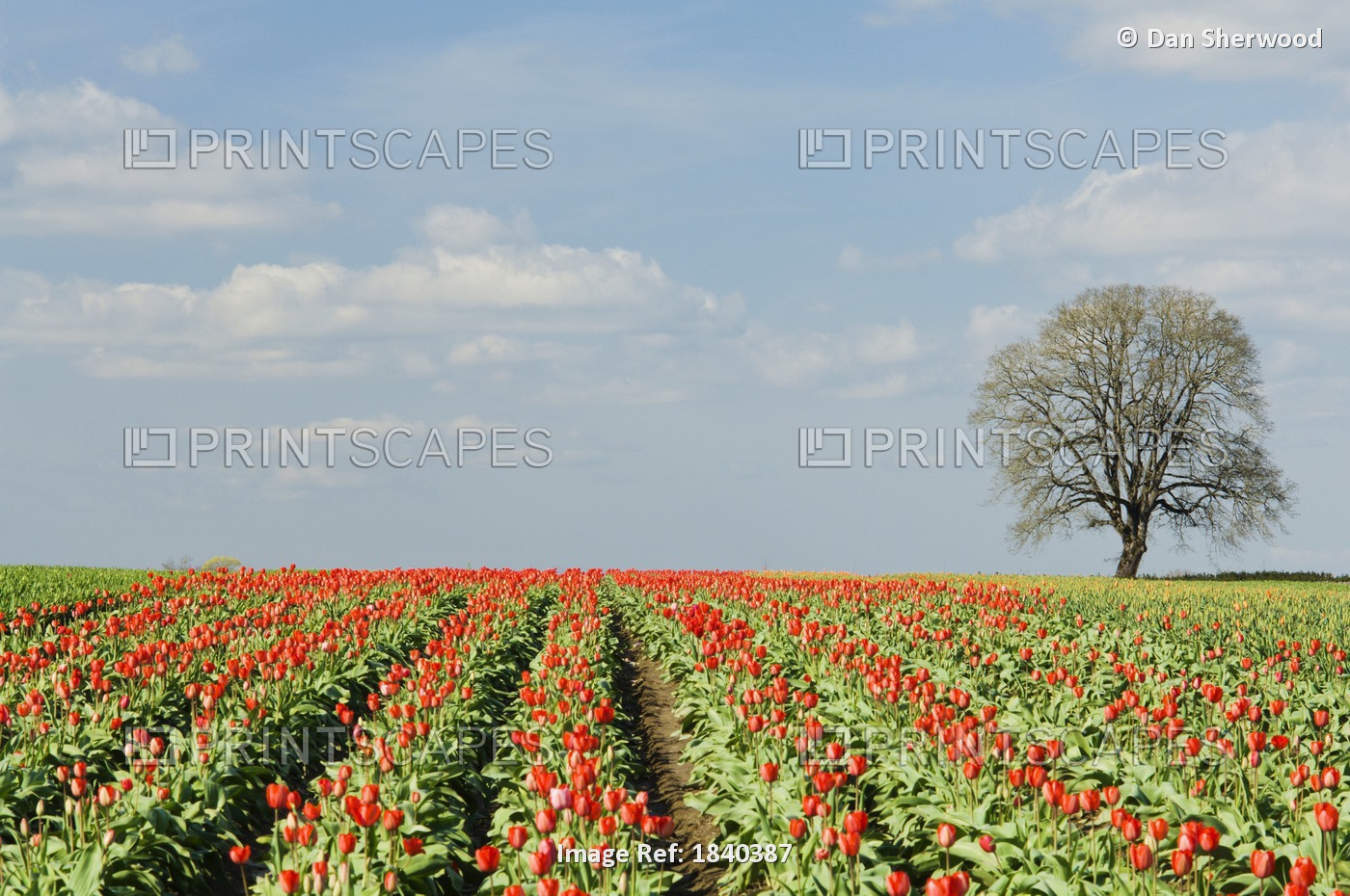 Field Of Tulips, Wooden Shoe Tulip Farm, Oregon, Usa
