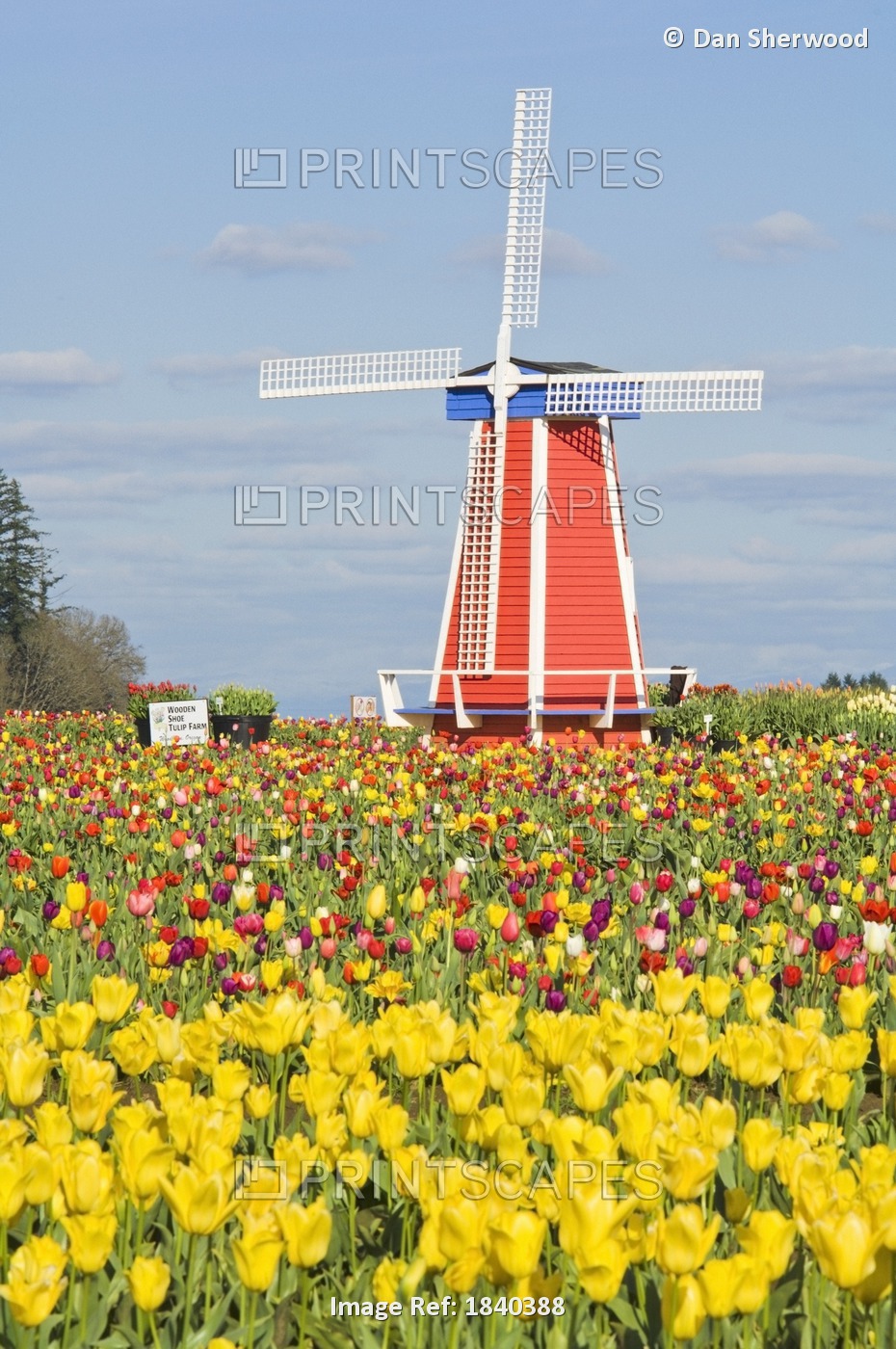 Windmill And Tulip Festival; Wooden Shoe Tulip Farm, Woodburn, Oregon, Usa