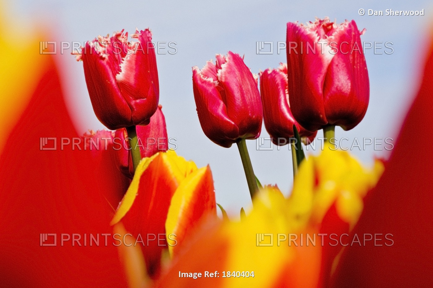 Red Tulips, Wooden Shoe Tulip Farm, Oregon, Usa