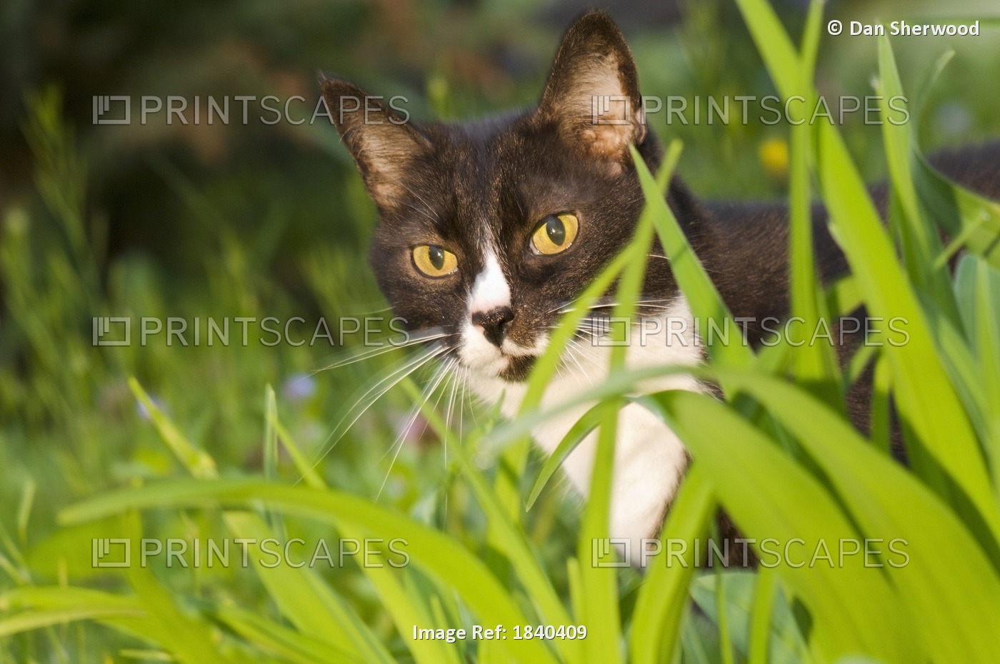 Willamette Valley, Portland, Oregon, Usa; Cat Peeking Out From Behind Grass