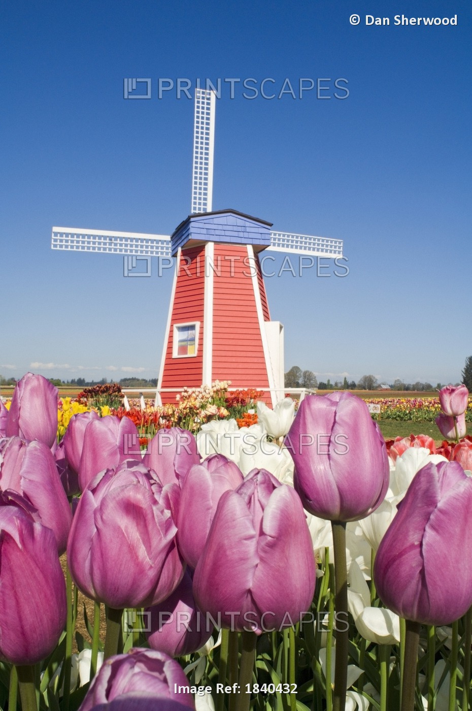 Windmill At Wooden Shoe Tulip Farm; Willamette Valley, Woodburn, Oregon, Usa