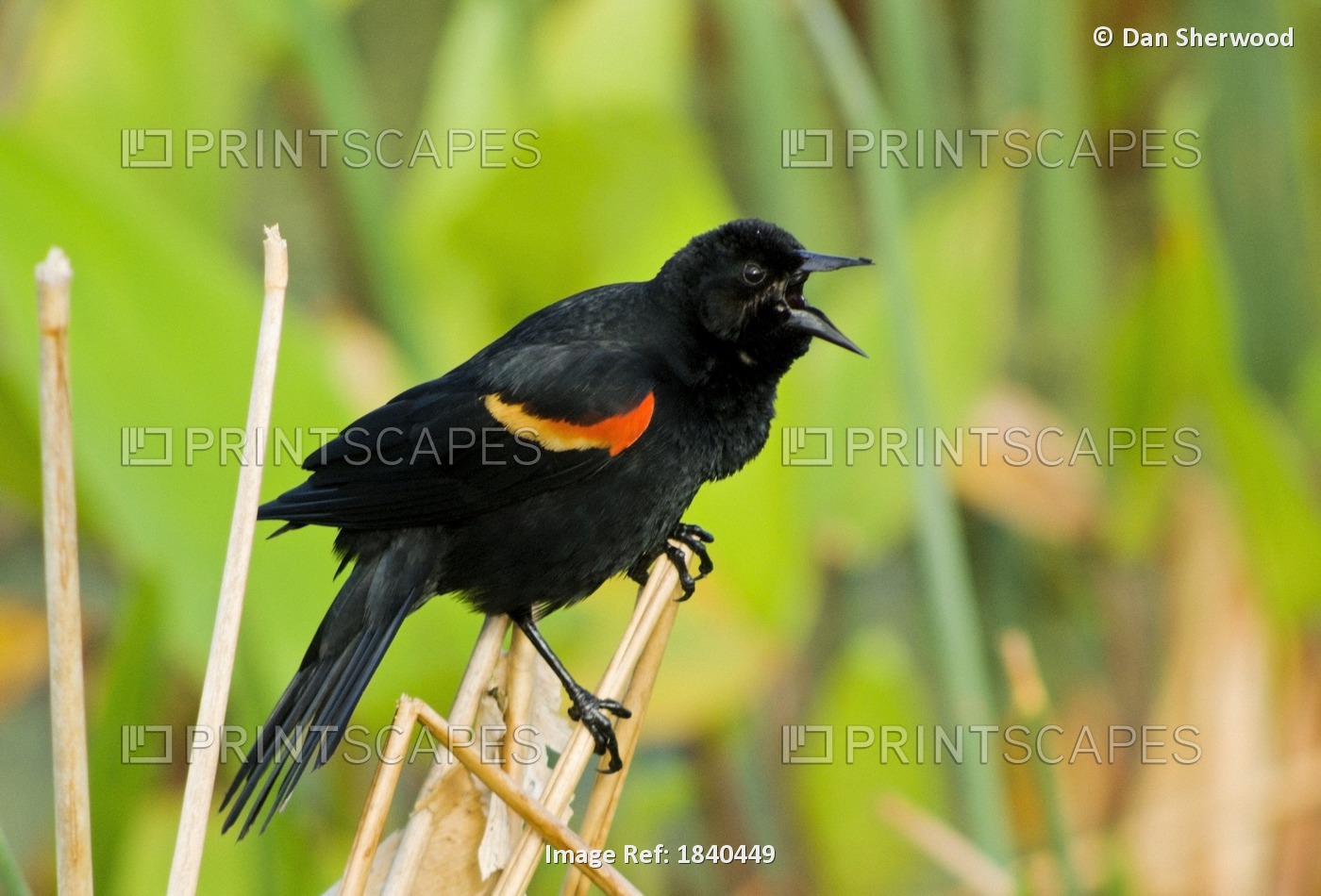 Red-Winged Blackbird, Wacodahatchee Wetlands, Florida, Usa