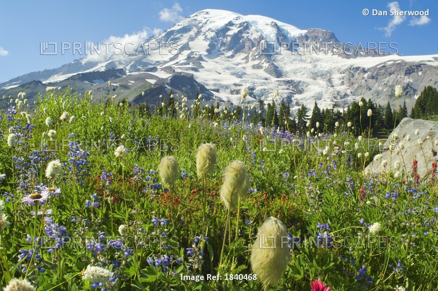 Wildflowers In Mount Rainier National Park; Mt Rainier National Park, ...