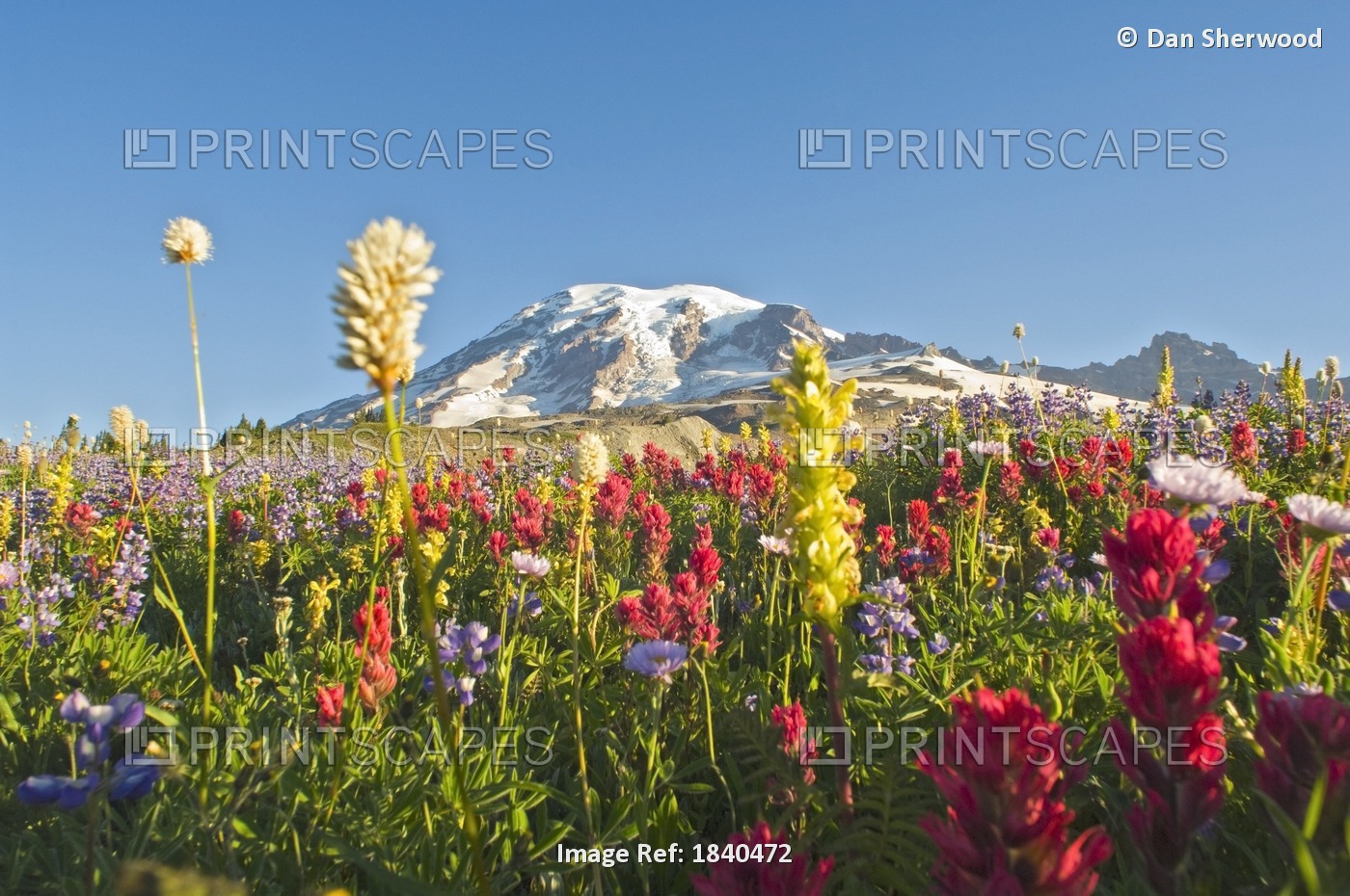 Wildflowers In Mount Rainier National Park - Washington, Mt. Rainier National ...