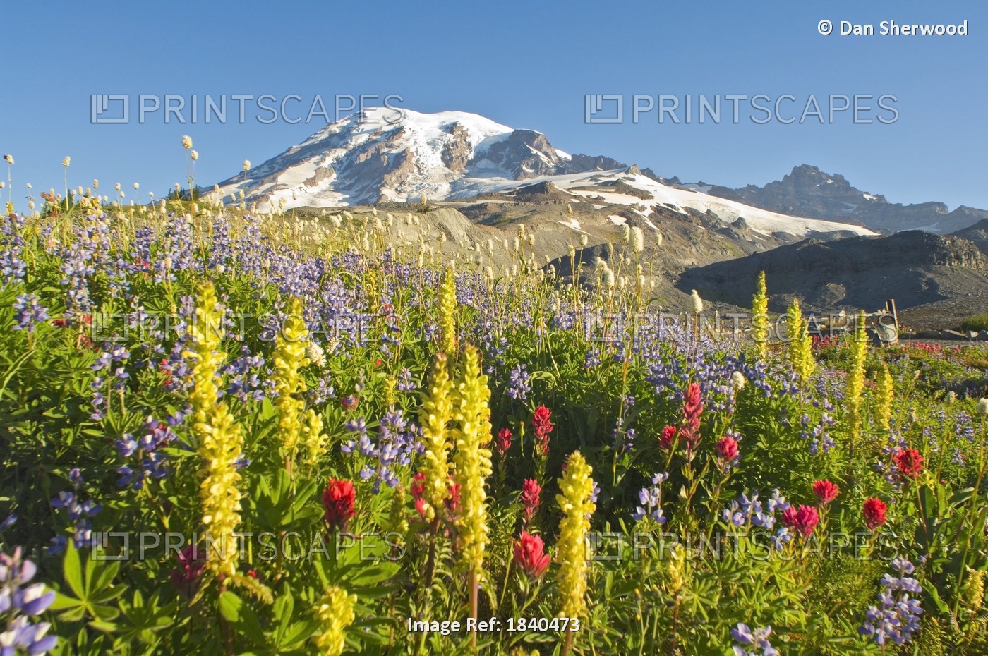 Wildflowers In Mount Rainier National Park - Washington, Mt. Rainier National ...