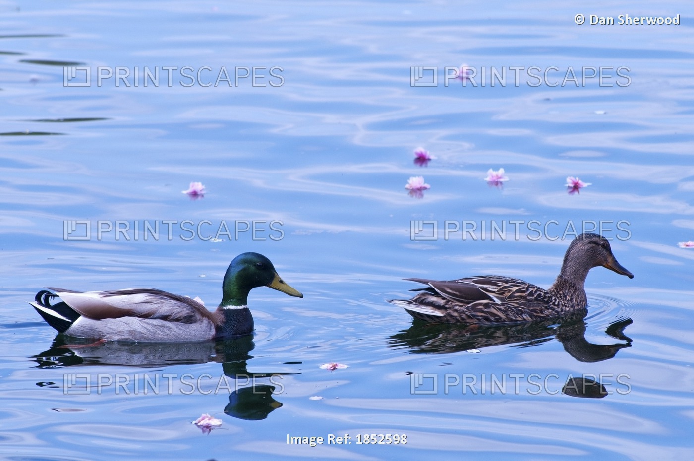 Crystal Springs, Portland, Oregon, Usa; Female And Male Mallard Ducks Swimming