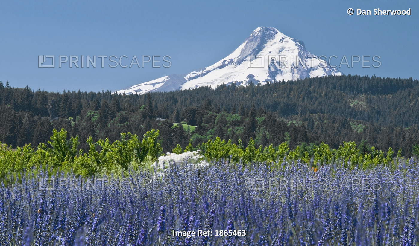 Field Of Lavender, Mount Hood, Oregon, Usa