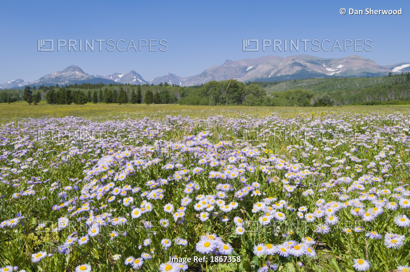 Wild Daisies, East Glacier, Glacier National Park, Montana, Usa