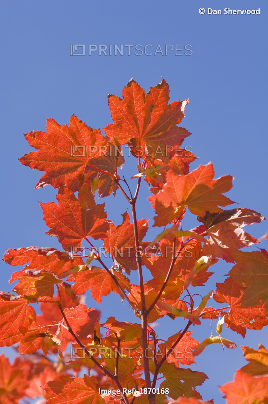 Oregon, United States Of America; Leaves On A Vine Maple (Acer Circinatum) In ...