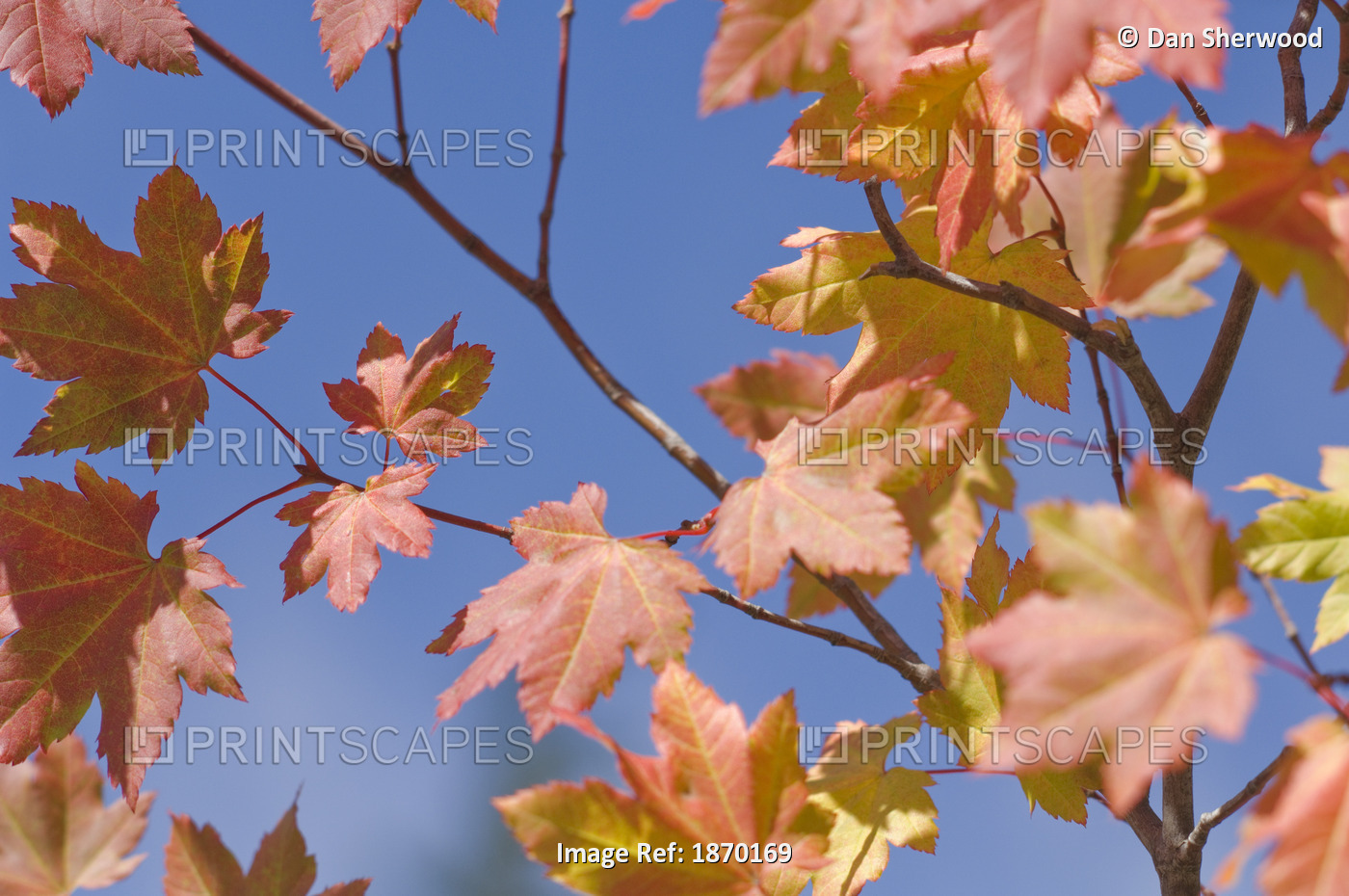 Oregon, United States Of America; Leaves On A Vine Maple (Acer Circinatum) In ...