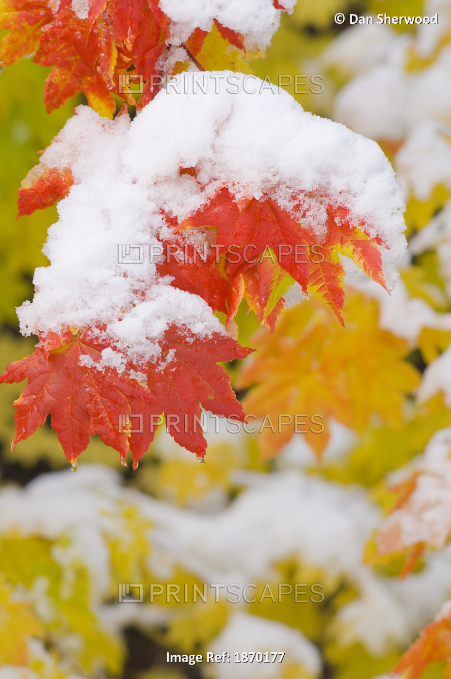 Oregon, United States Of America; Snow On The Vine Maple Leaves In Autumn In ...