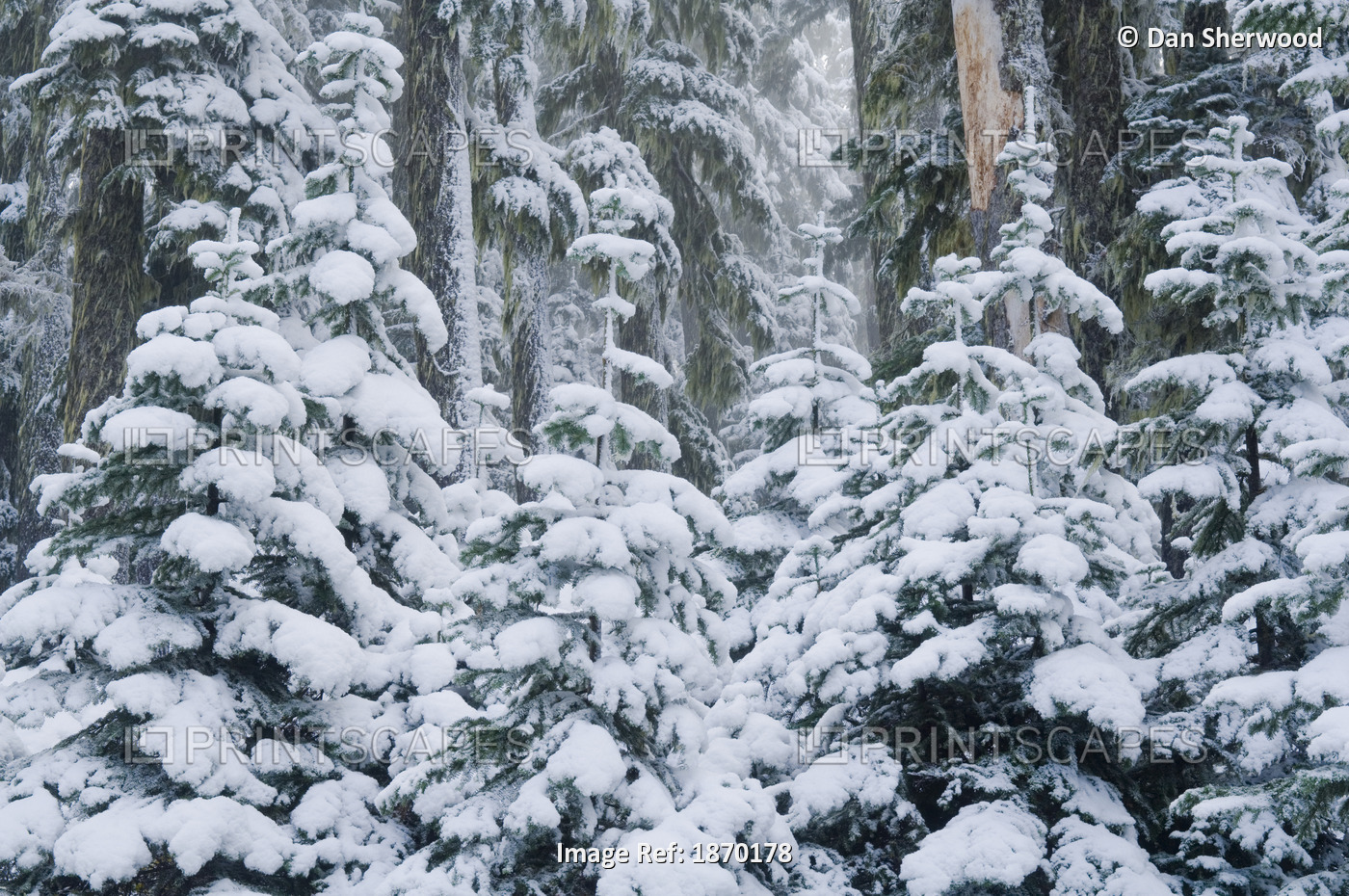 Oregon, United States Of America; Fresh Snow In Mount Hood National Forest