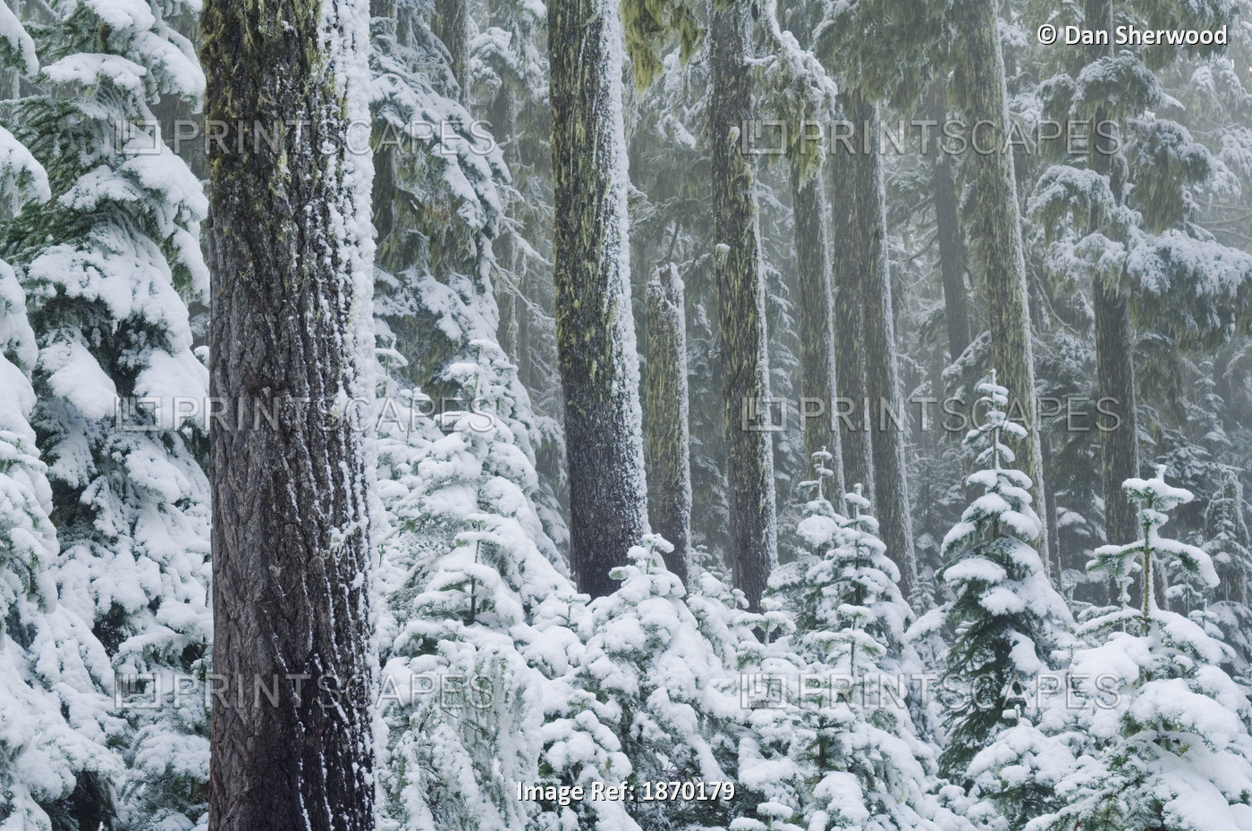 Oregon, United States Of America; Fresh Snow In Mount Hood National Forest