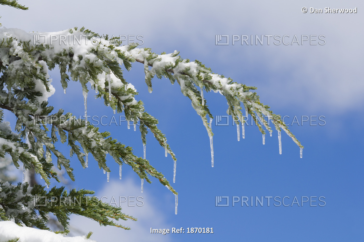 Oregon, United States Of America; Snow And Icicles On A Fir Tree In Mount Hood ...