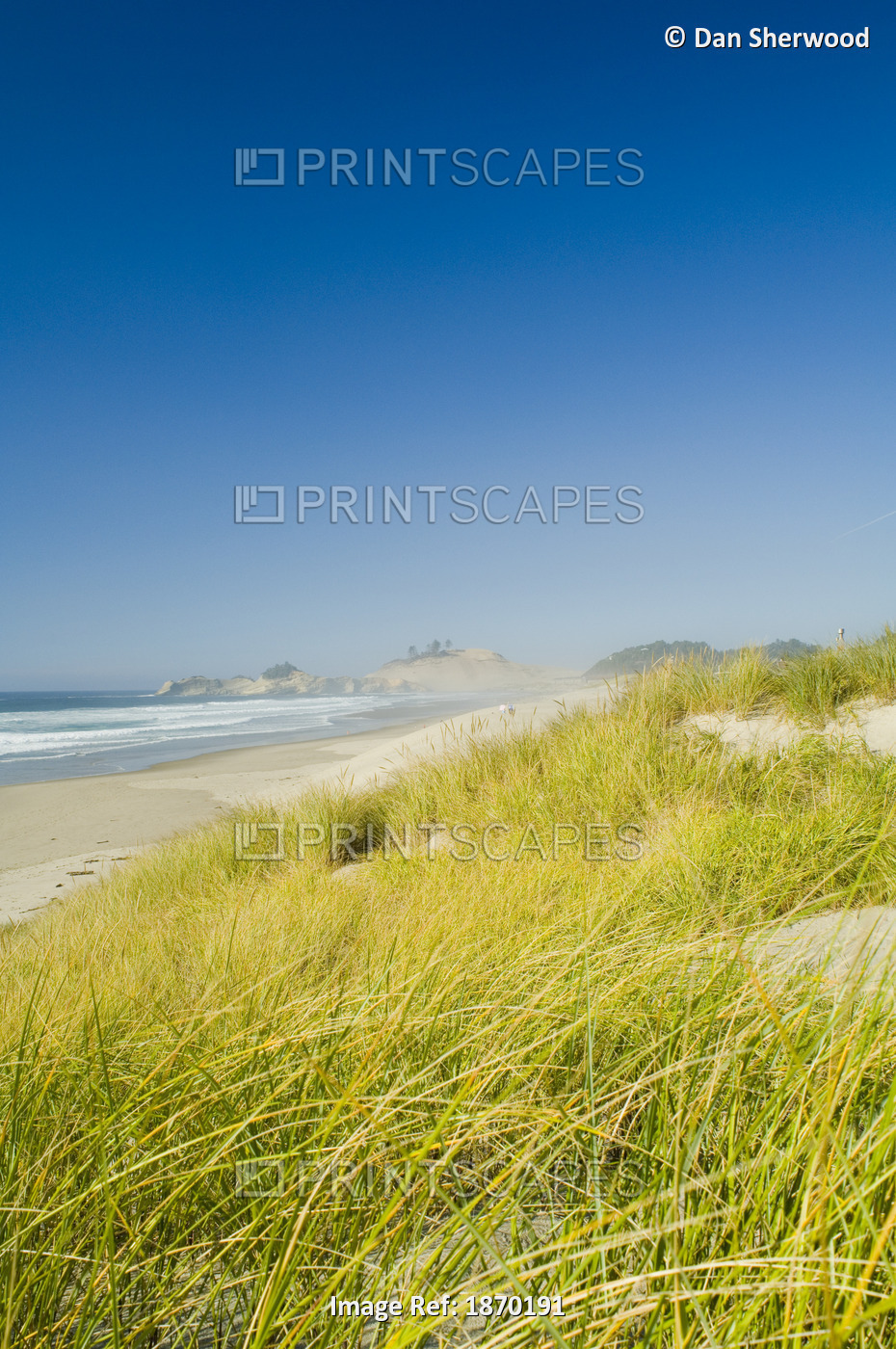 Oregon, United States Of America; American Beachgrass Along Cape Kiwanda With A ...