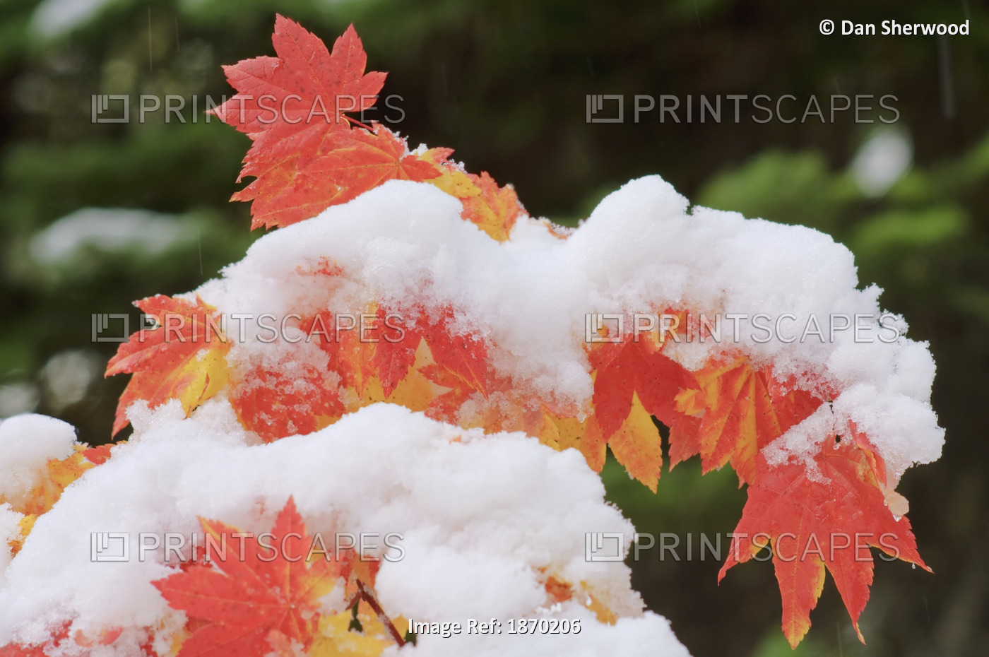 Oregon, United States Of America; Snow On The Vine Maple Leaves In Autumn In ...