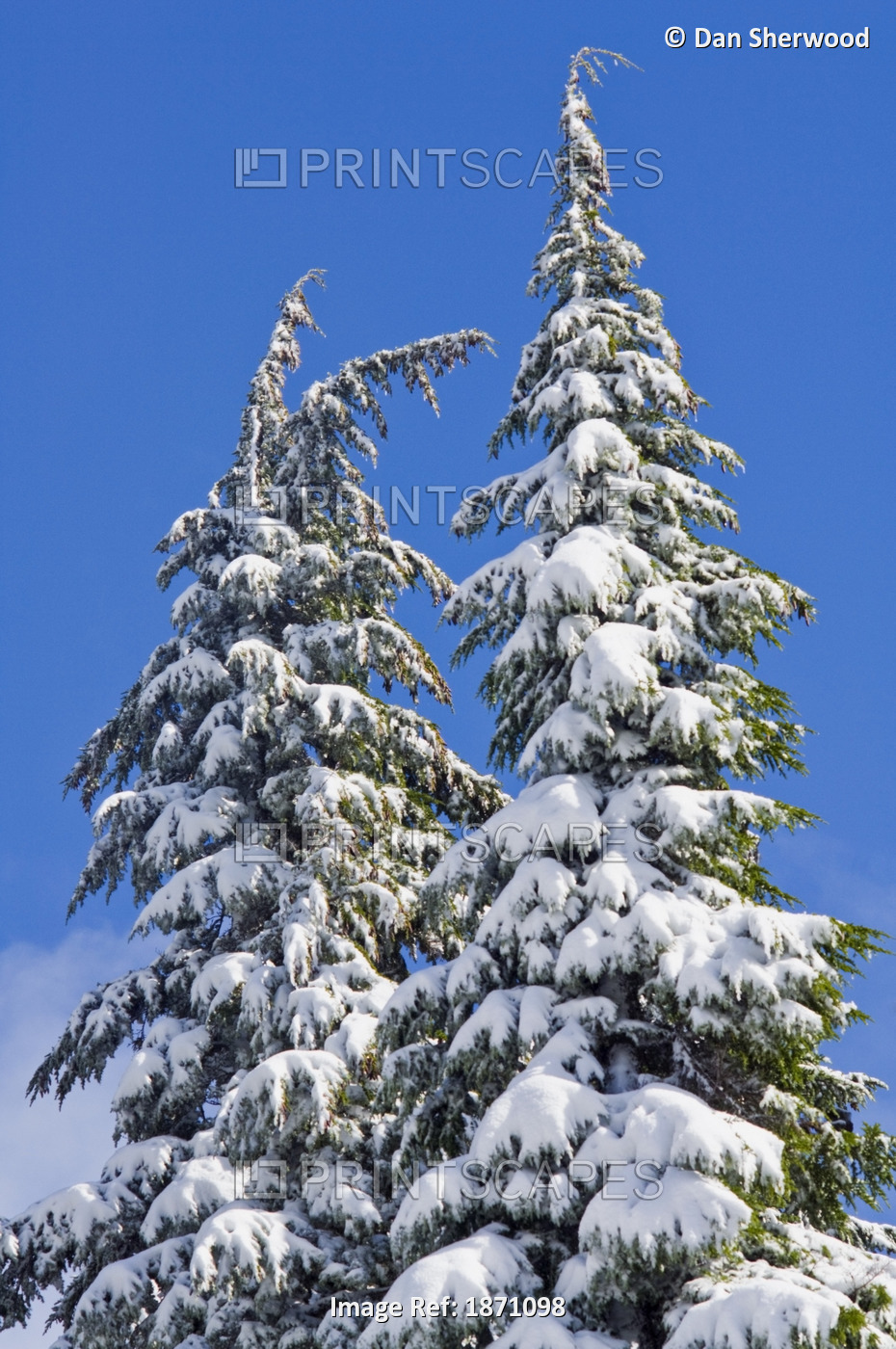 Oregon, United States Of America; Fresh Snow Covering The Trees