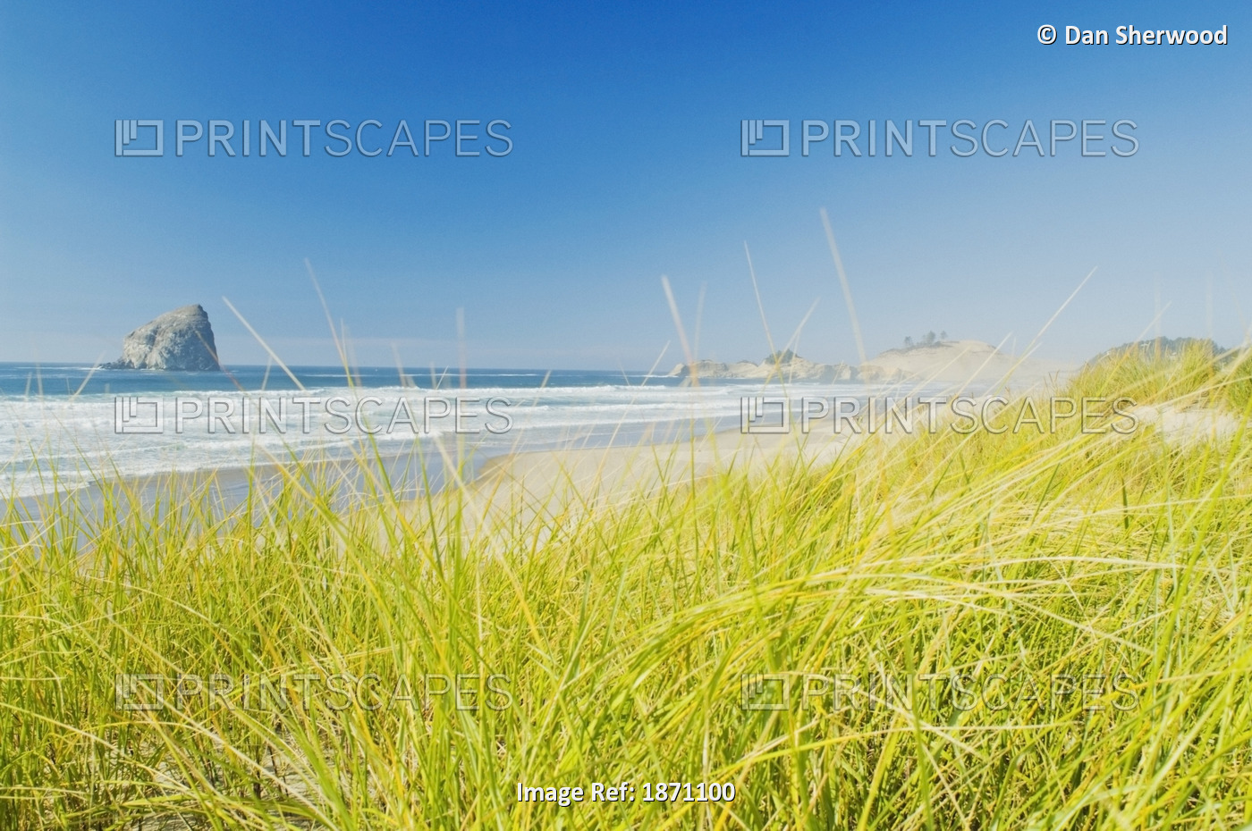 Oregon, United States Of America; American Beachgrass At Cape Kiwanda And A ...
