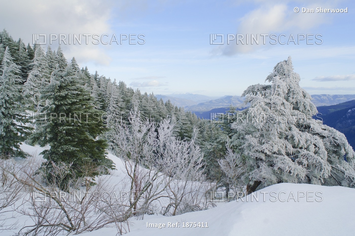 Washington, United States Of America; Snow Covered Trees On The Summit Of Dog ...