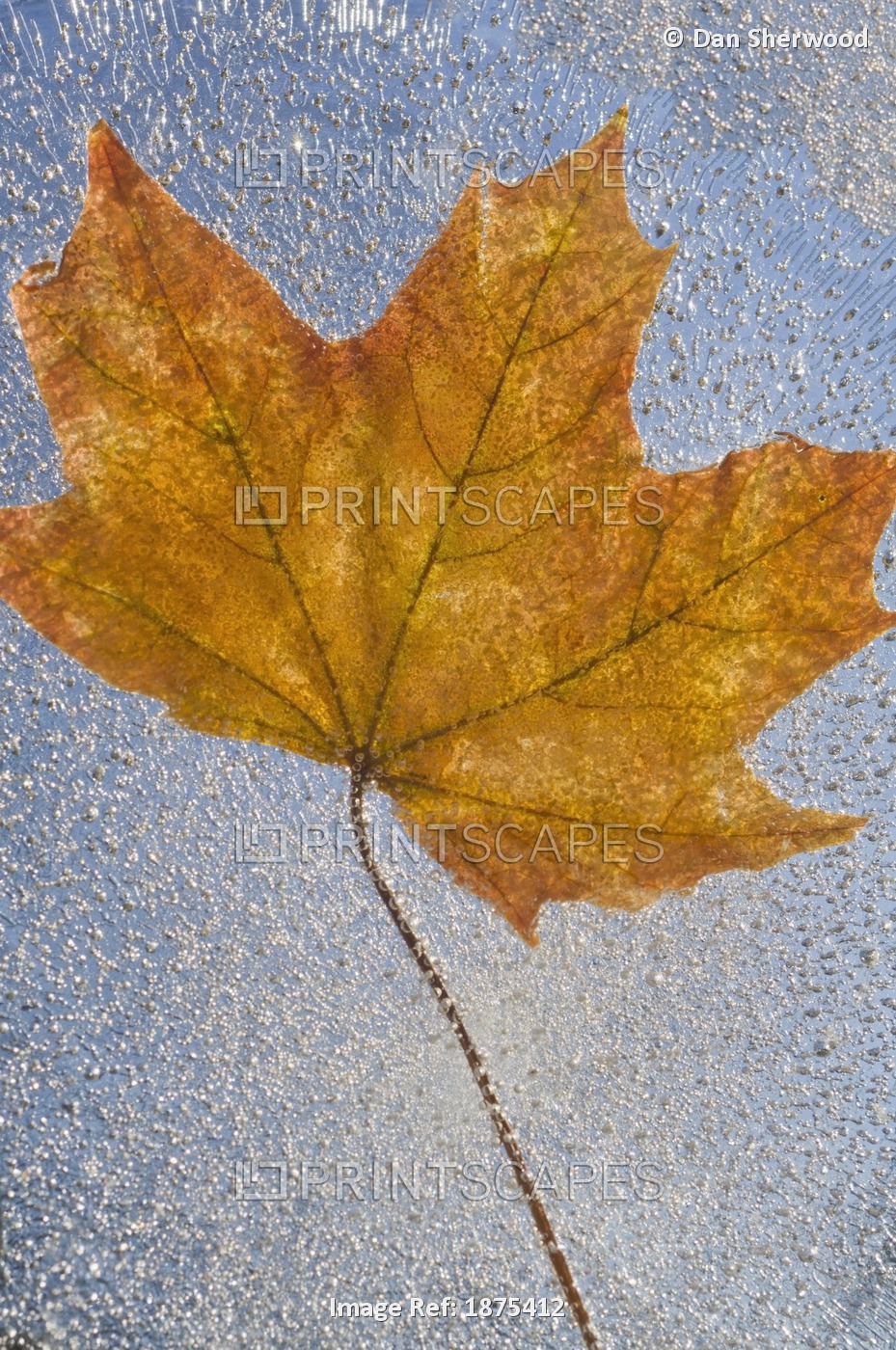 Portland, Oregon, United States Of America; Autumn Leaf Encased In Ice