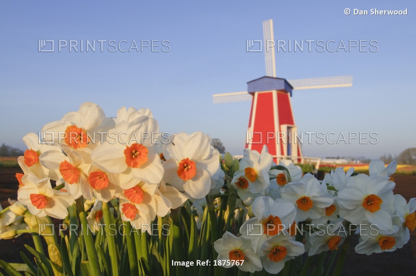 Woodburn, Oregon, United States Of America; Daffodils And A Windmill At Wooden ...