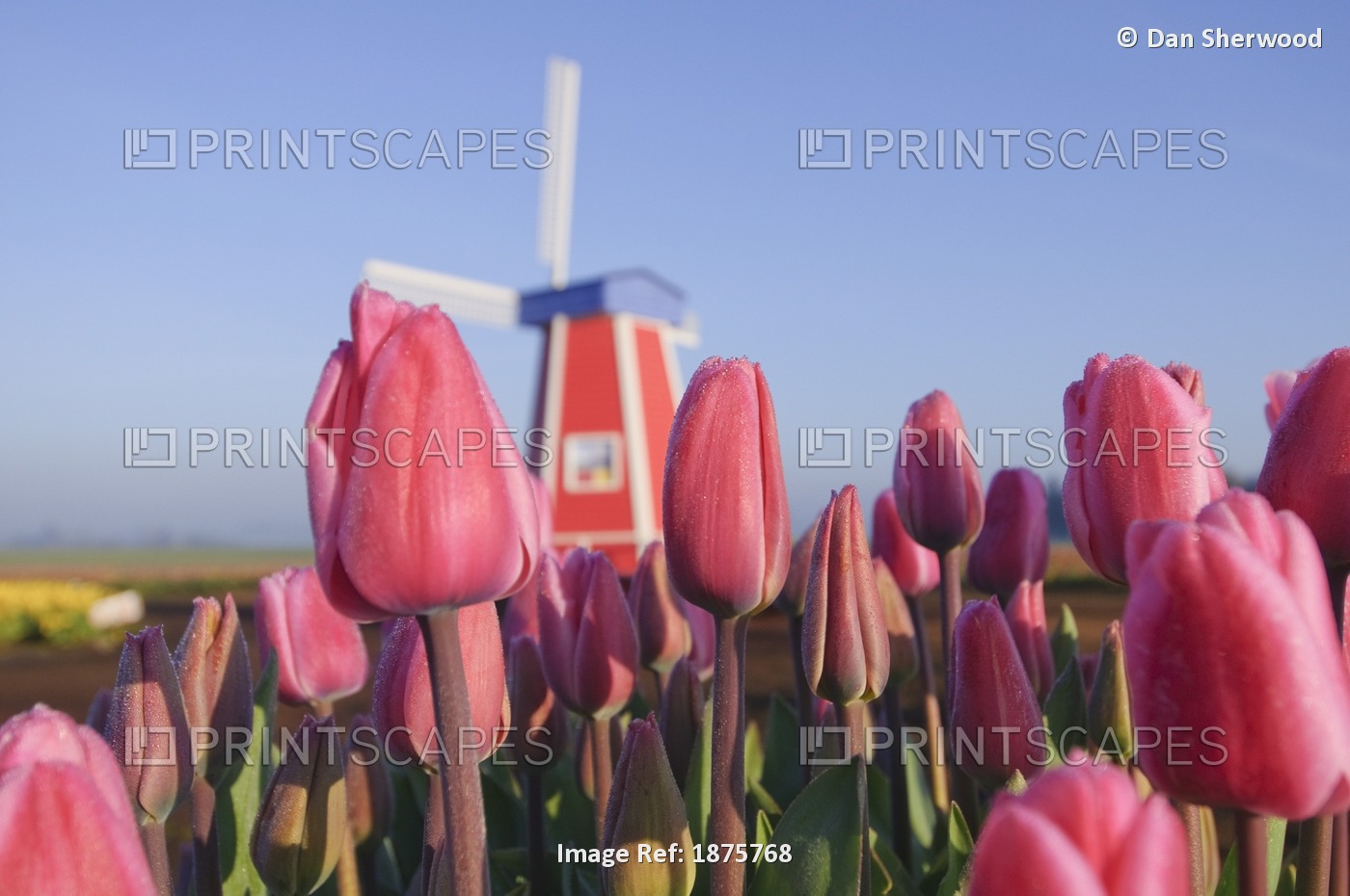 Woodburn, Oregon, United States Of America; Tulips And A Windmill At Wooden ...