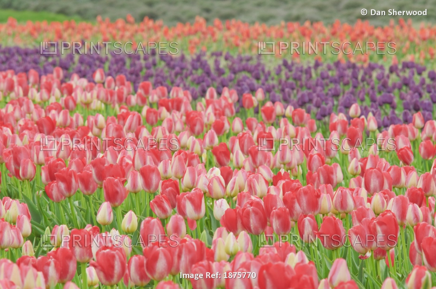 Woodburn, Oregon, United States Of America; Tulips In A Field At Wooden Shoe ...