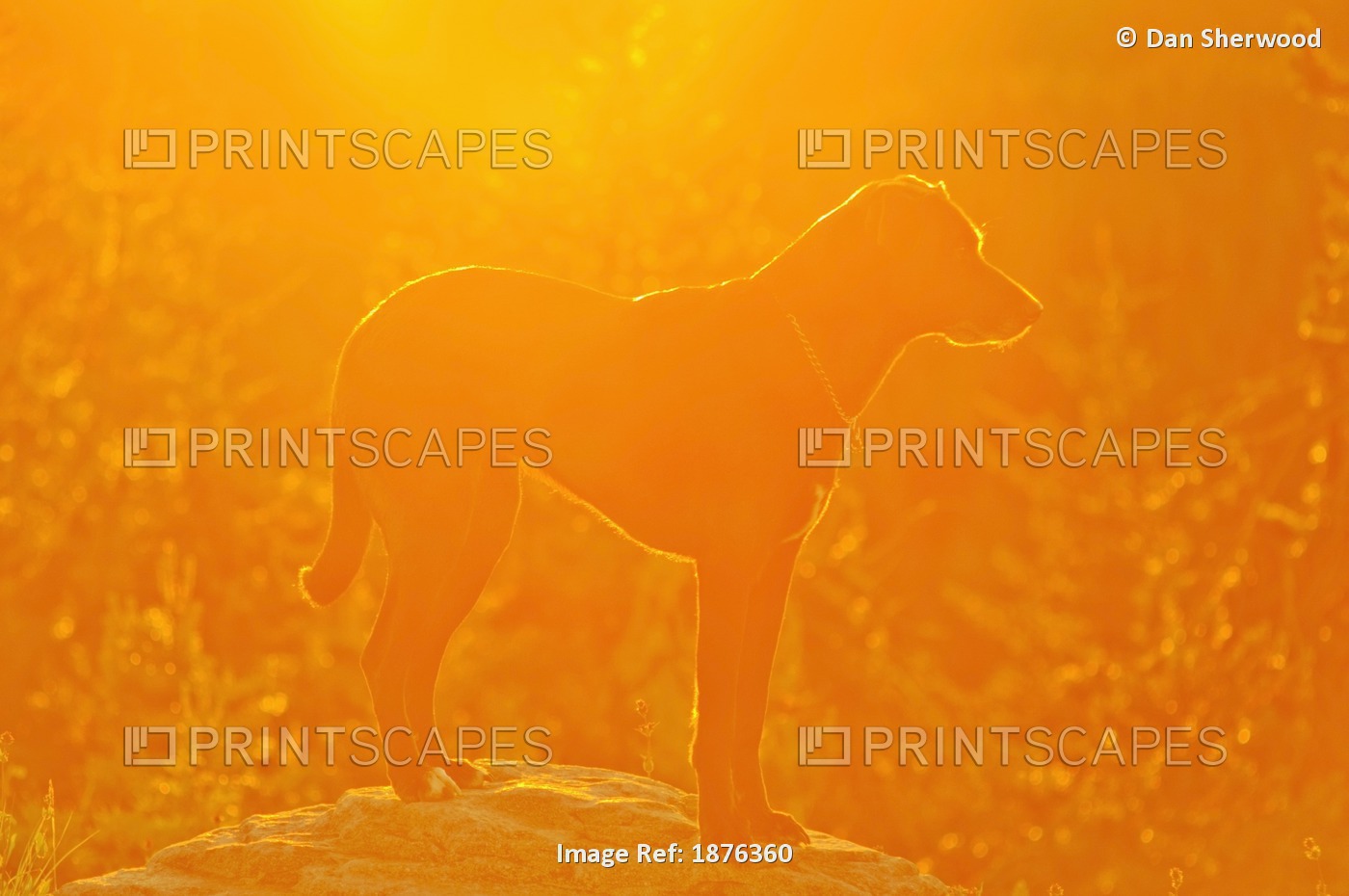Oregon, United States Of America; A Dog Standing On A Rock At Sunrise On Mt. ...