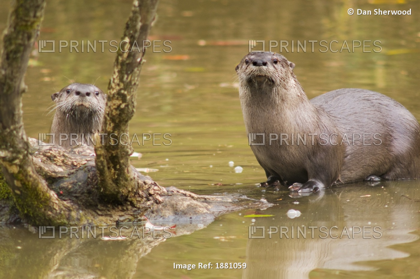 River Otters At Oaks Bottom Wildlife Refuge; Portland, Oregon, Usa