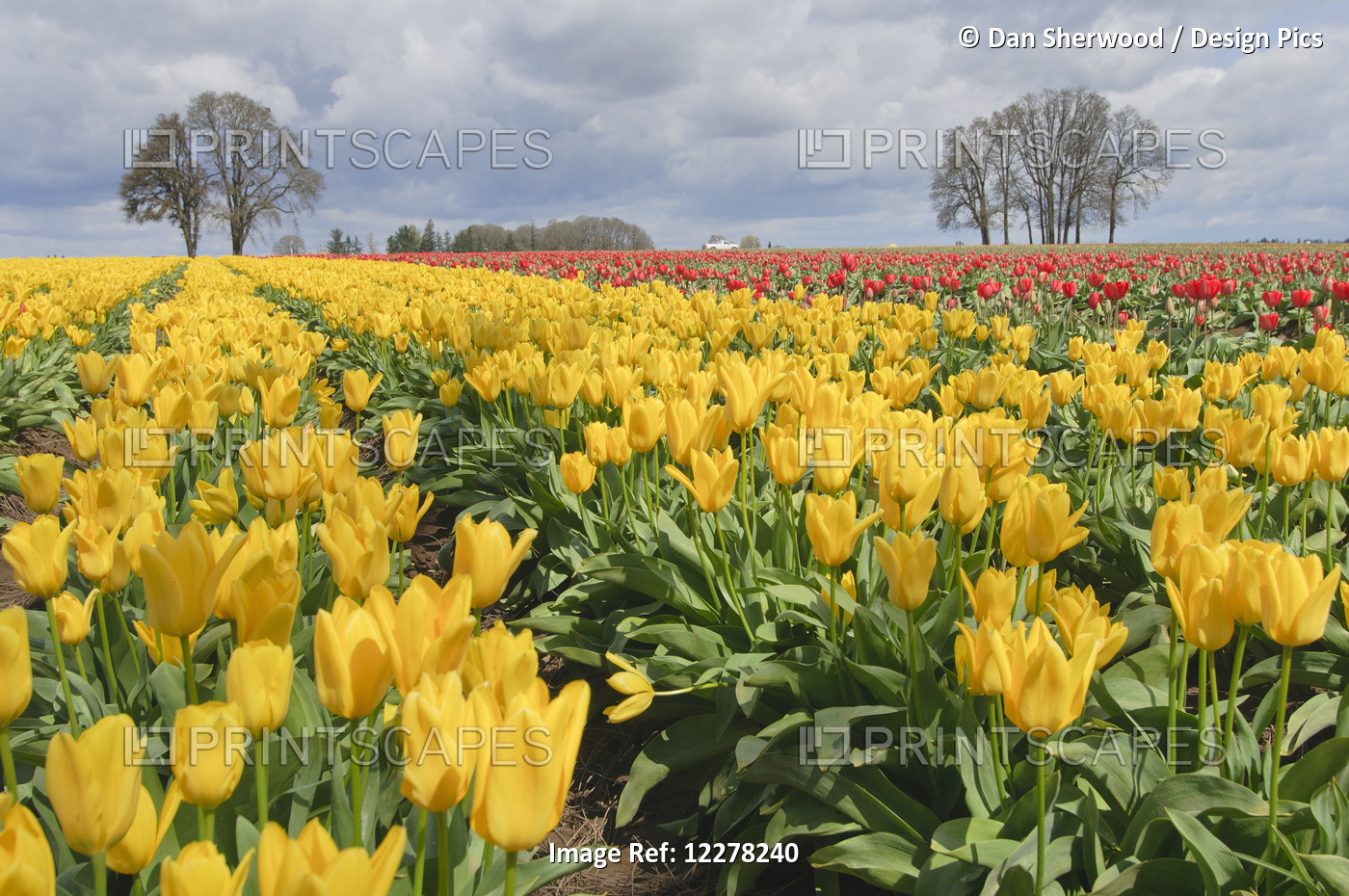 Yellow Candela Tulips, Wooden Shoe Tulip Farm; Oregon, United States Of America