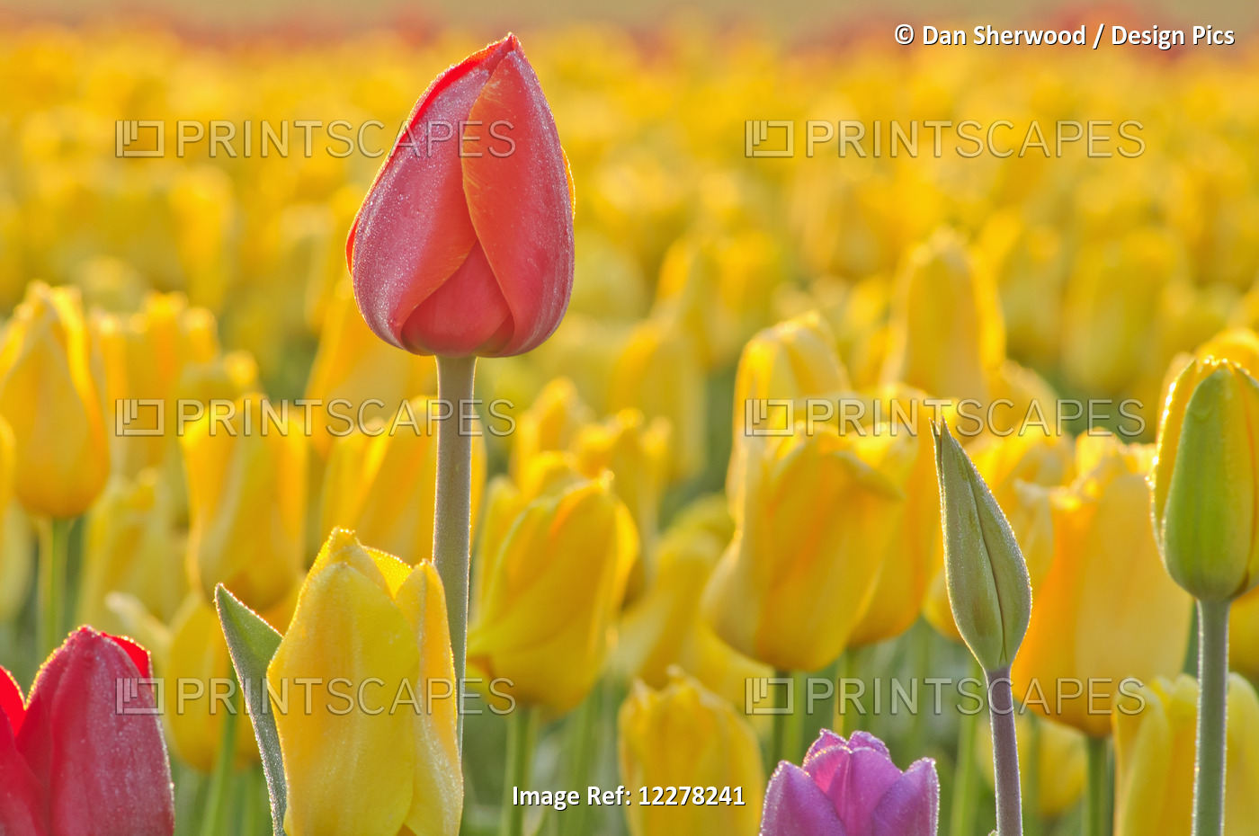 Close Up Of Tulips At Wooden Shoe Tulip Farm; Oregon, United States Of America
