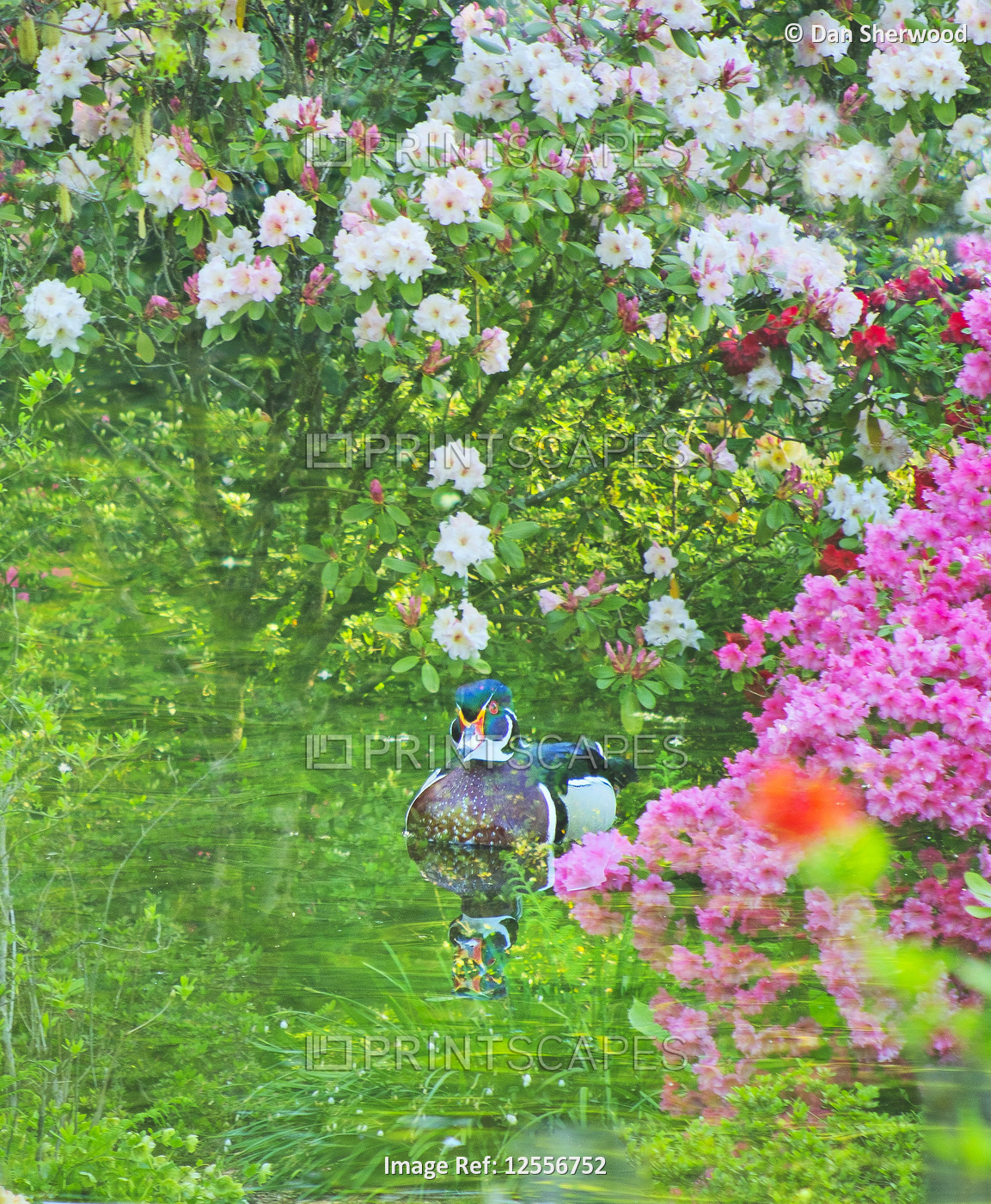 Multiple Exposure of Birds & Blooms at Crystal Springs Rhododendron Garden - Portland, Oregon