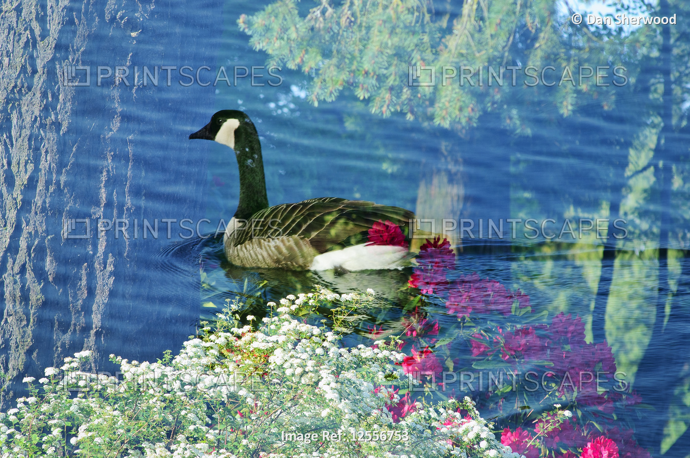 Multiple Exposure of a Canada Goose & Blooms at Crystal Springs Rhododendron Garden - Portland, Oreg