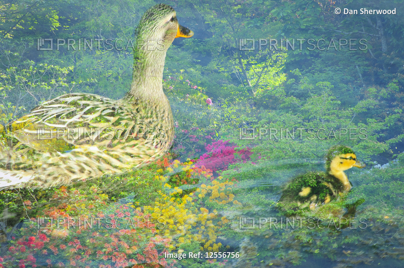 Multiple Exposure of Ducklings at Crystal Springs Rhododendron Garden - Portland, Oregon