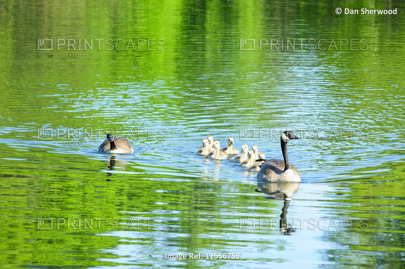 Canadian Geese and Gosslings at Crystal Springs Rhododendron Garden - Portland, Oregon