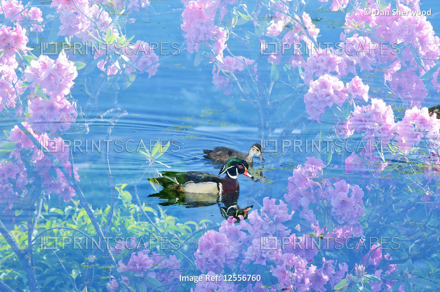 Multiple Exposure of a Wood Ducks and Rhododendron Blossoms - Portland, Oregon