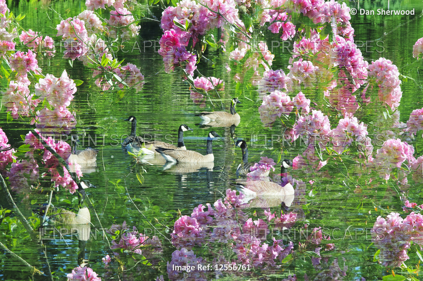 Multiple Exposure of Canadian Geese and Rhododendron Blossoms - Portland, Oregon