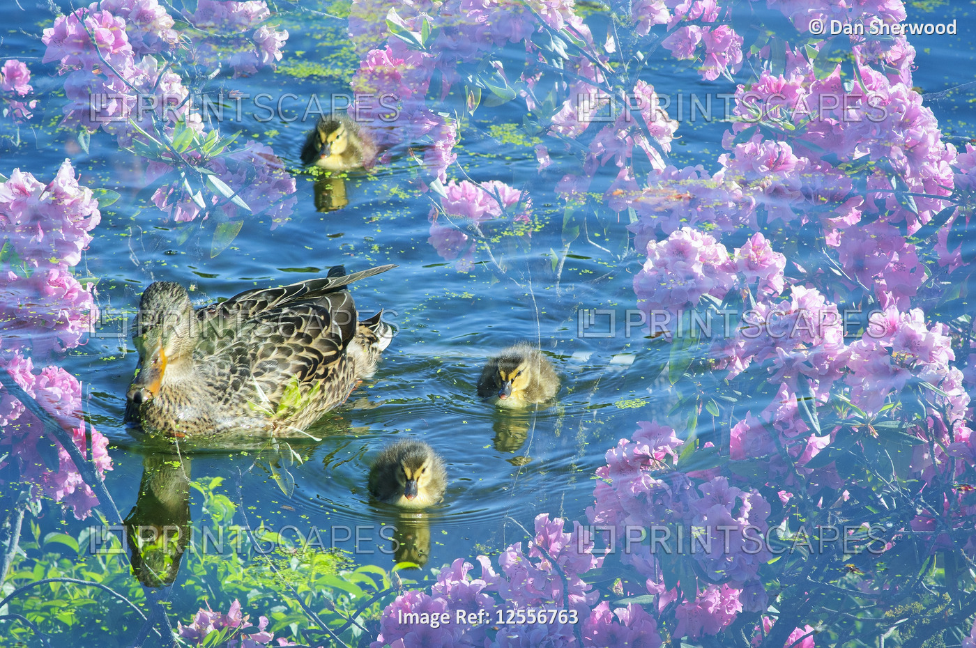 Multiple Exposure of a Duckling and Rhododendron Blossoms - Portland, Oregon