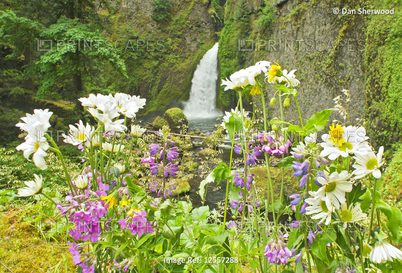 Wahclella Falls & Flowers - Columbia River Gorge, Oregon 