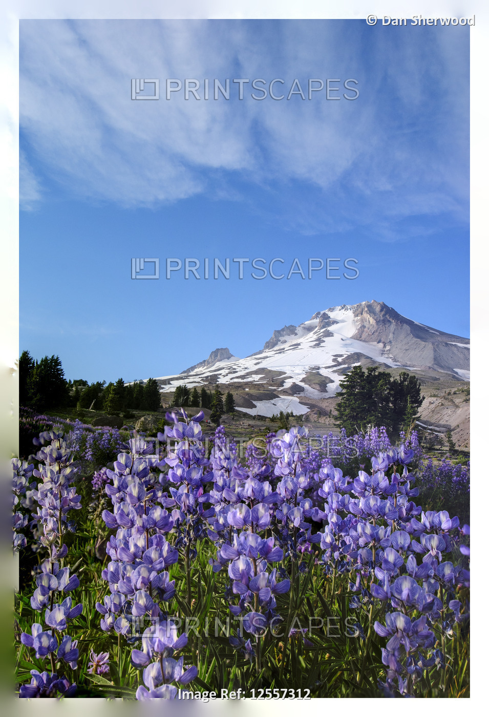 Mt. Hood and Wildflowers at Timberline - Mt. Hood, Oregon