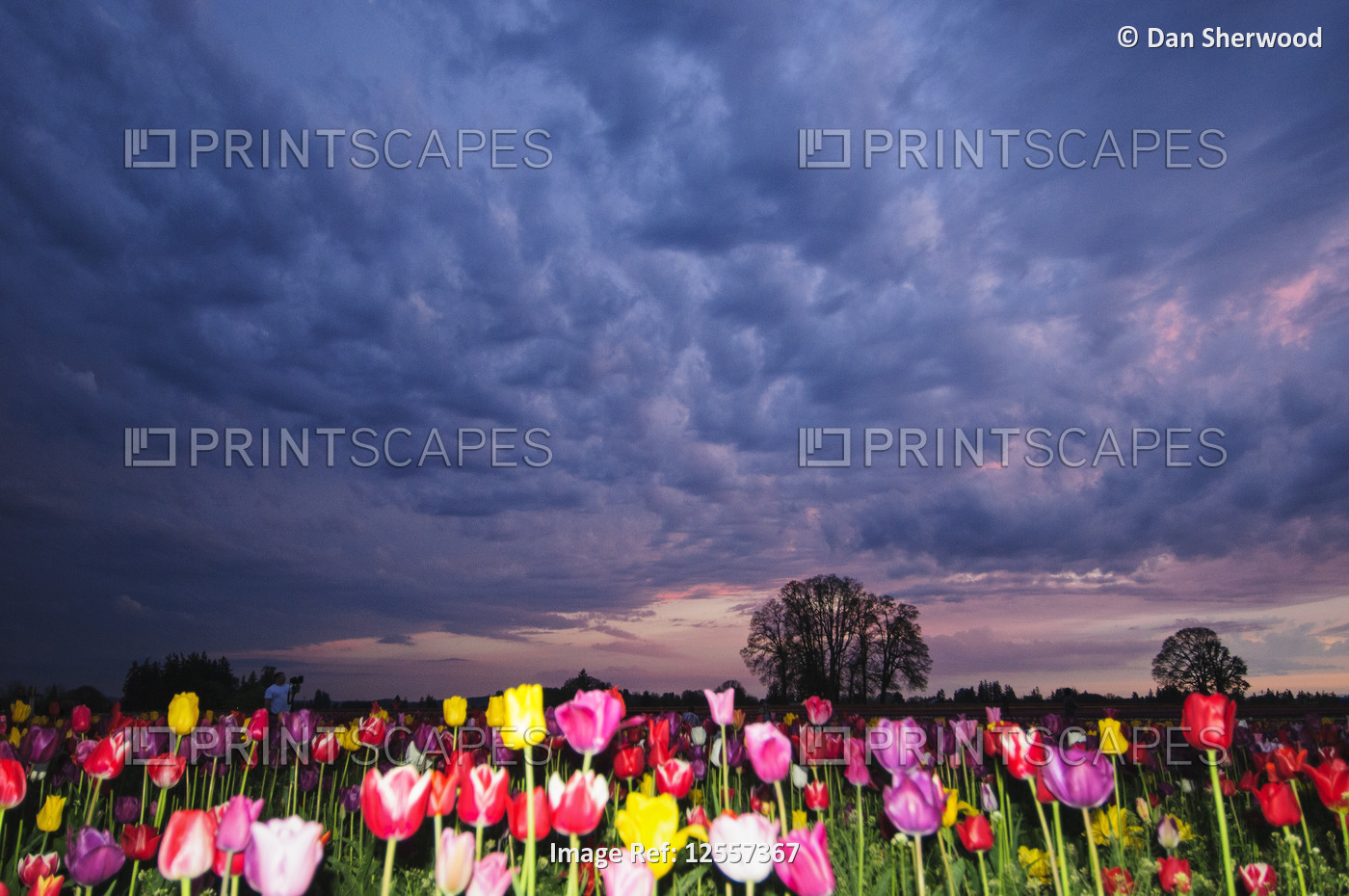 Dramatic Skies over the Wooden Shoe Tulip Festival - Woodburn, Oregon