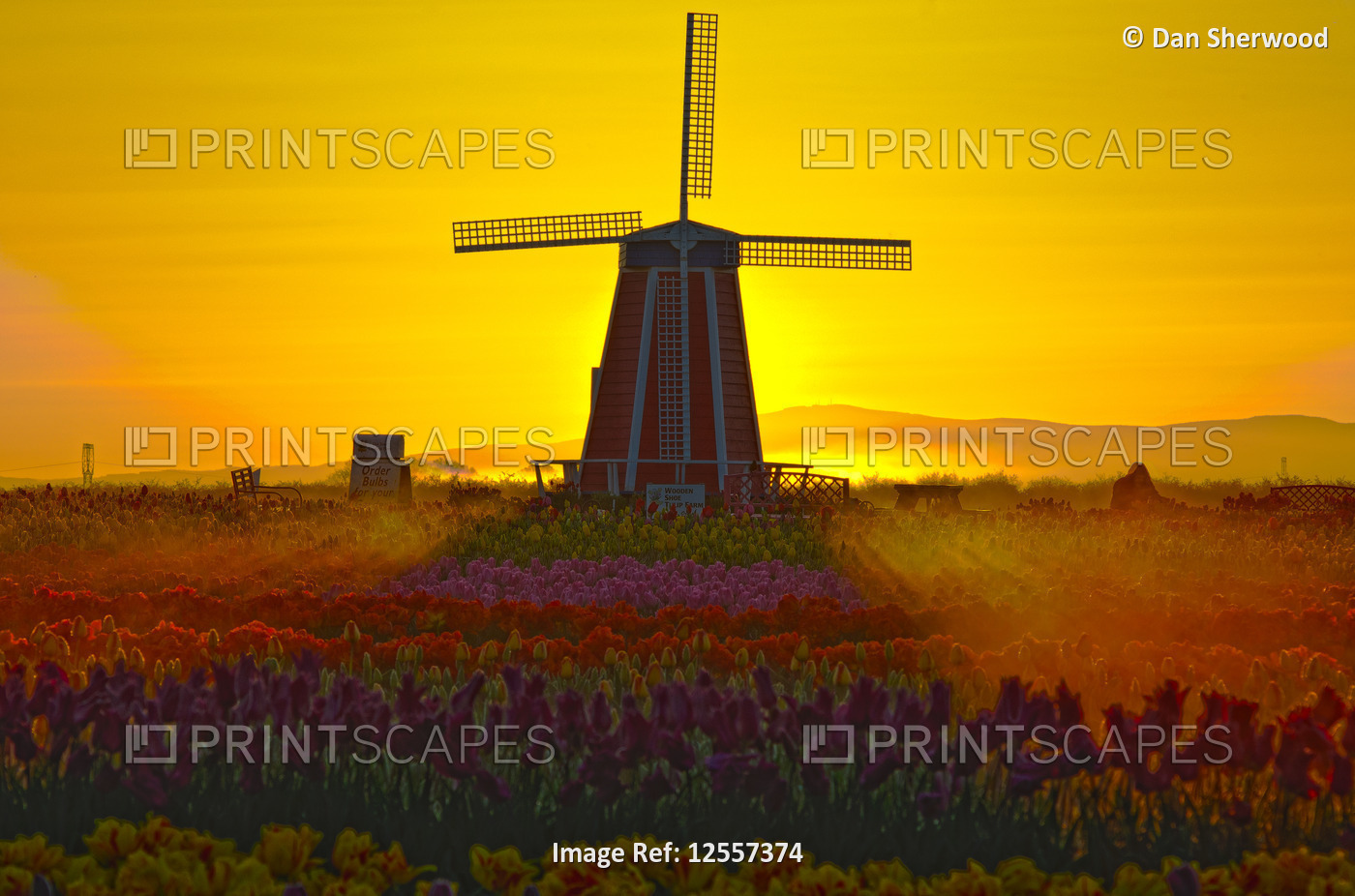 Windmill at Sunrise at Wooden Shoe Tulip Farm - Woodburn, Oregon