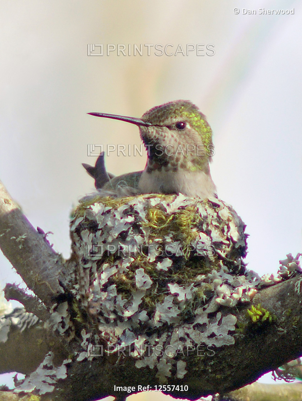 Anna's Hummingbird on her Nest - Portland, Oregon
