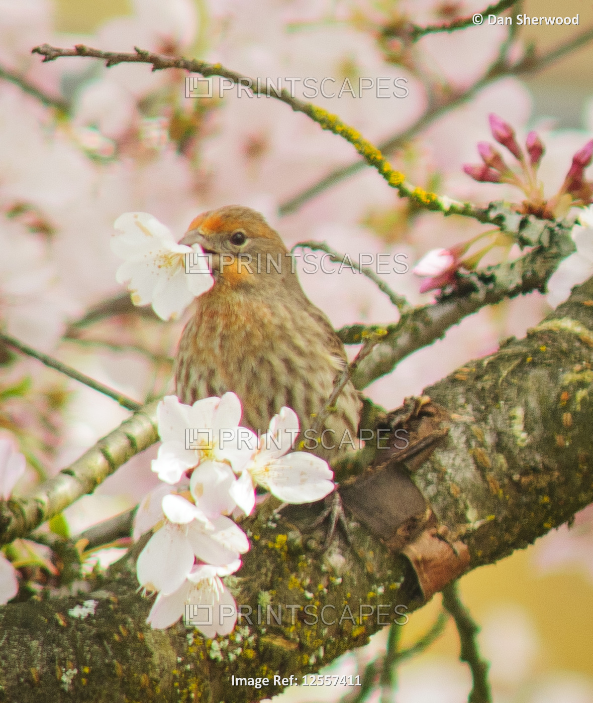 House Finch and Cherry Blossoms - Portland, Oregon